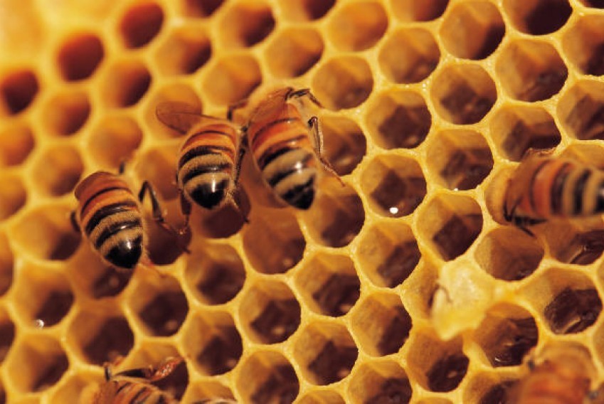  Vitamins In Raw Honey Bentonville Gardens Bentonville AR